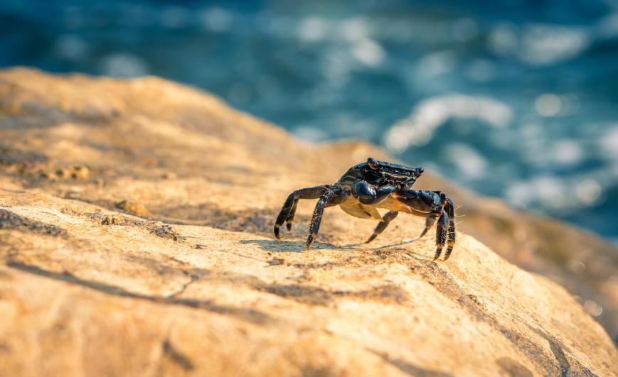Júpiter entra em Caranguejo
