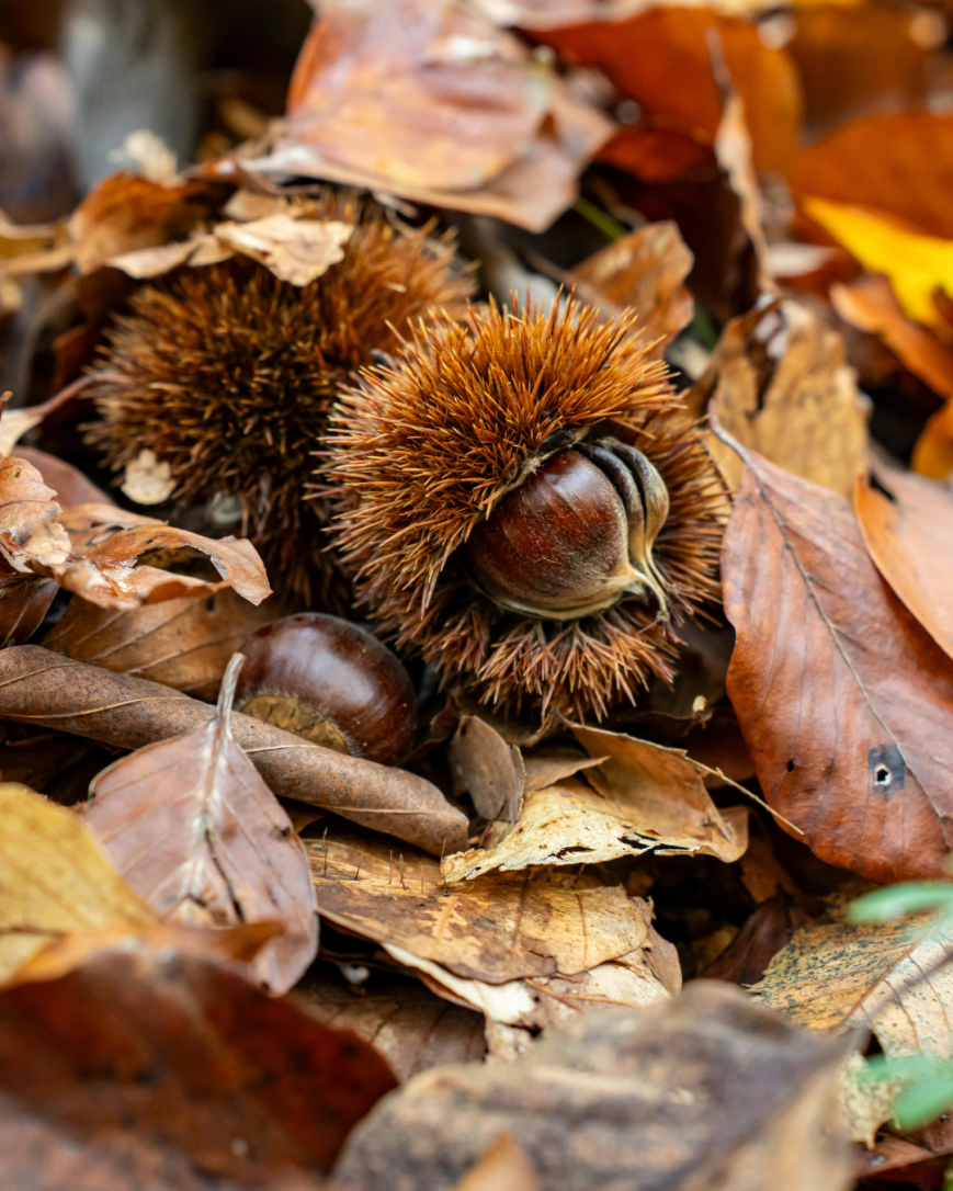 8 frutos de outono para descobrir e saborear